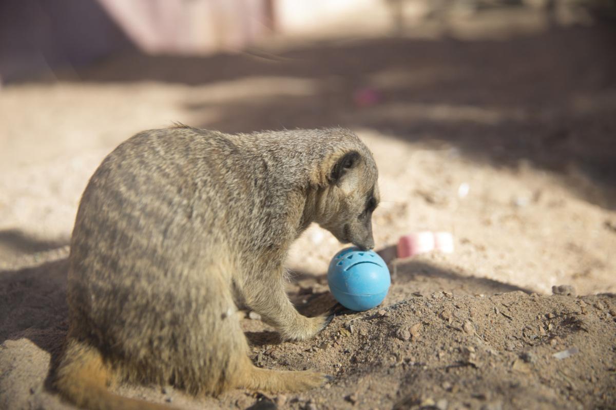 El Paso Zoo to open carousel, new exhibits Local Features