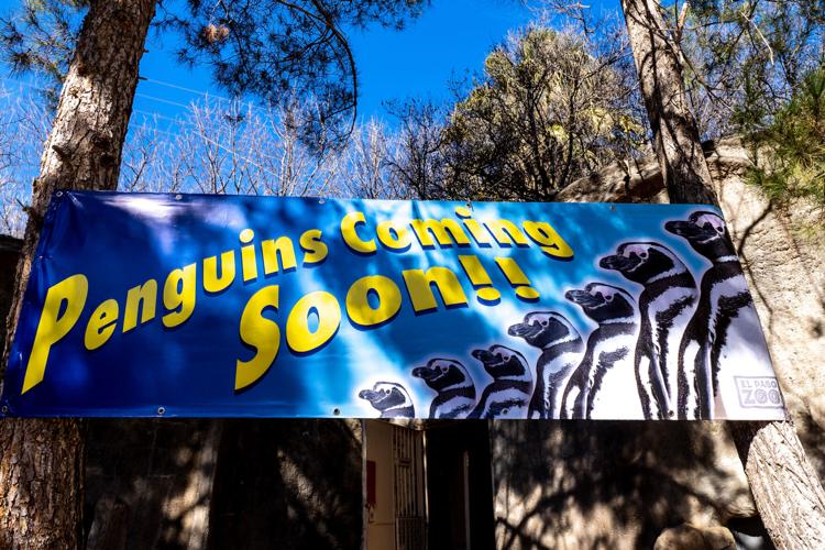 El Paso Zoo breaks ground on penguin exhibit | Local News | elpasoinc.com