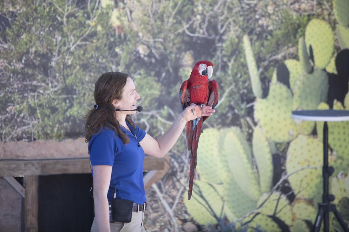 El Paso Zoo to open carousel, new exhibits Local Features