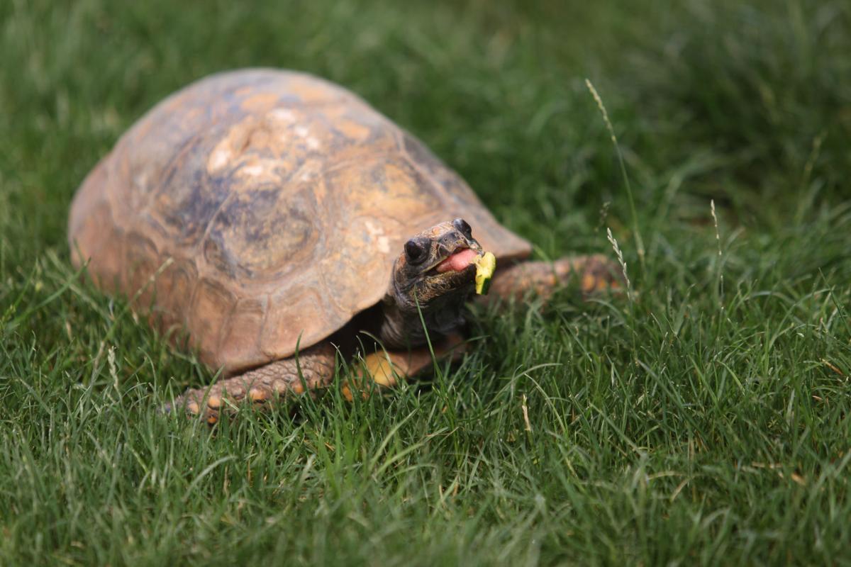 El Paso Zoo hosts Reptilia, opens Reptile House Lifestyle