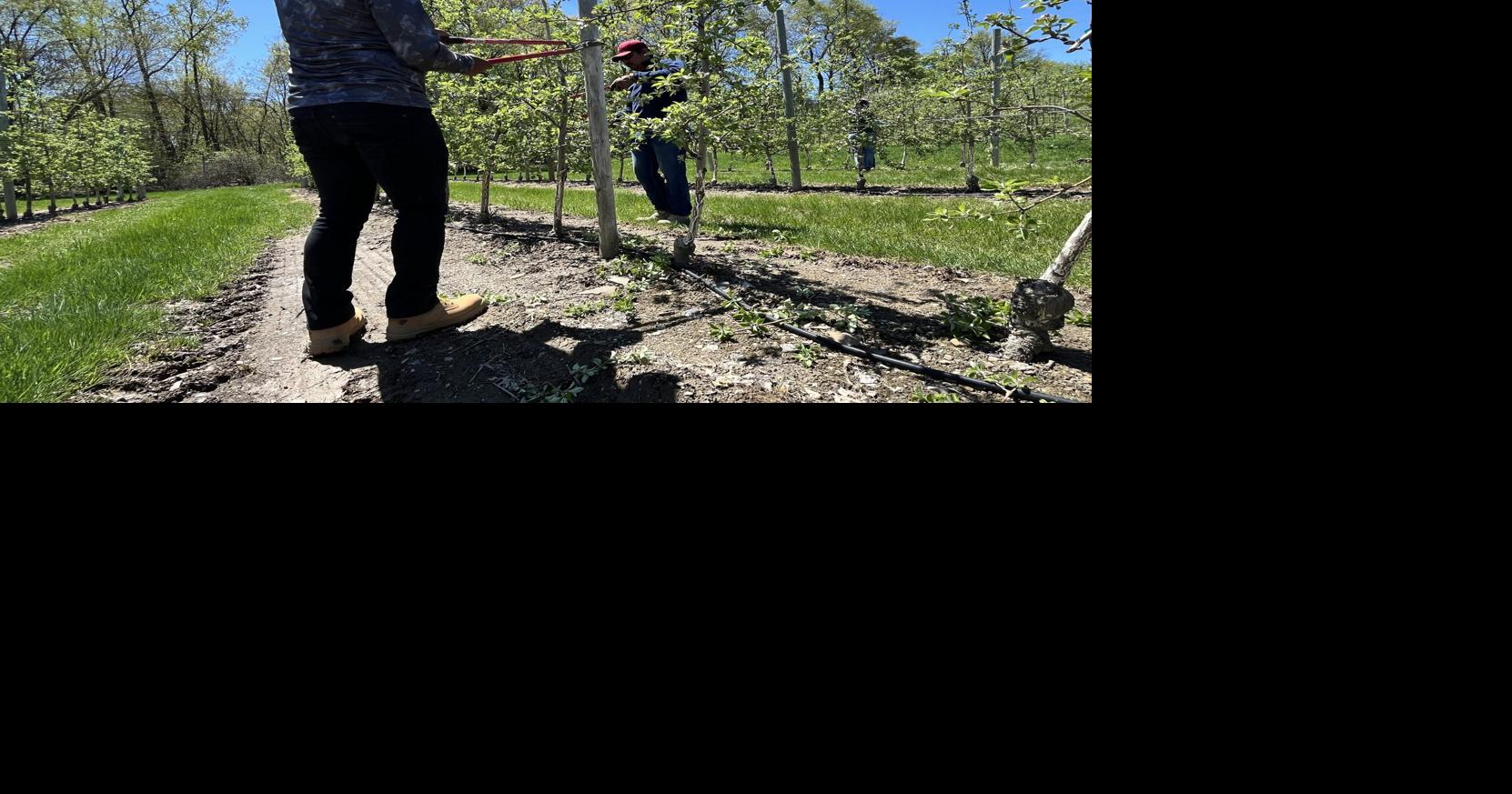 Uncertainty ahead for migrant agricultural workers as farms employ them ...