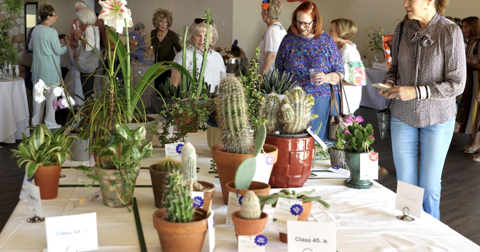 Ribbons awarded at El Dedon Verde's flower show | Local Features - Vimarsana News