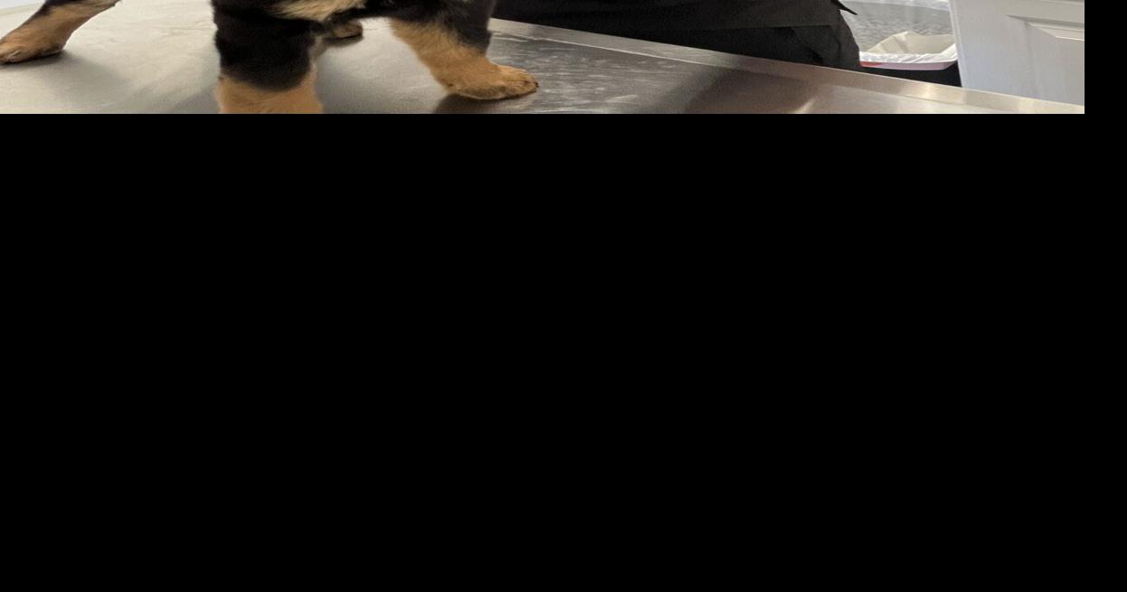 To address shortage, El Paso County helps veterinarian graduates from