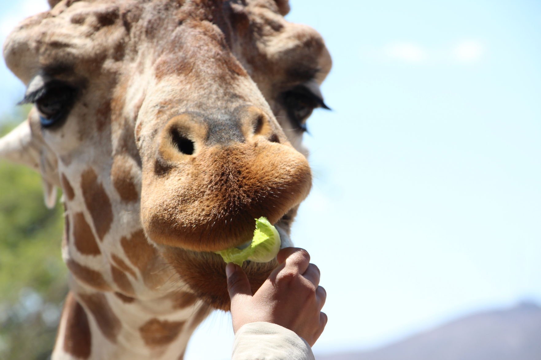 El Paso Zoo To Open Carousel New Exhibits Local Features Elpasoinc Com   5a80f18326924.image 