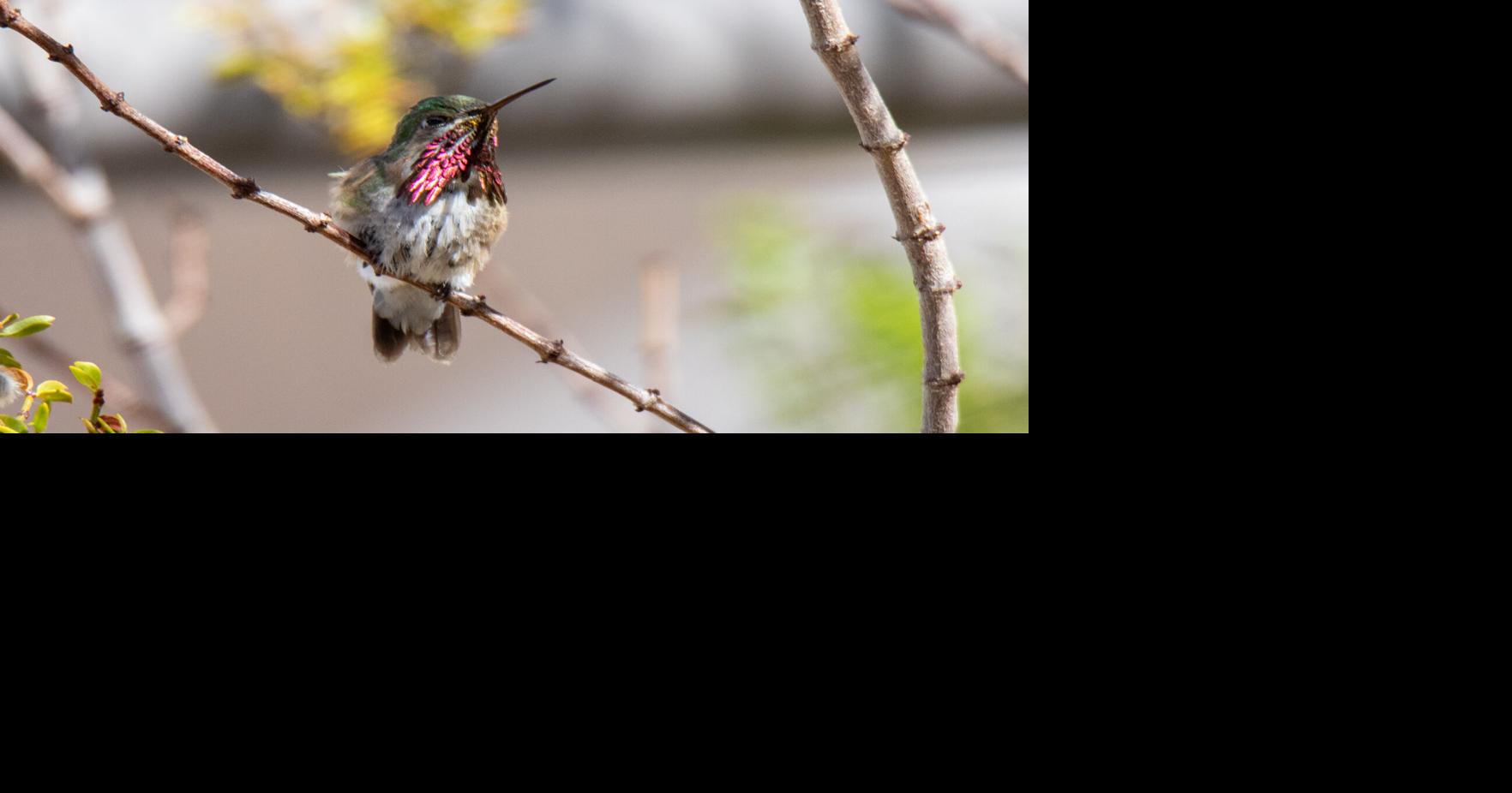 Attract hummingbirds to your garden with ease | Magazine | elpasoinc.com