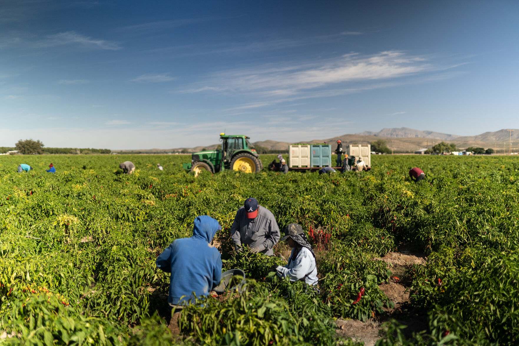 After nearly 4 decades, farmer gives up growing chile amid worker shortage Local News elpasoinc