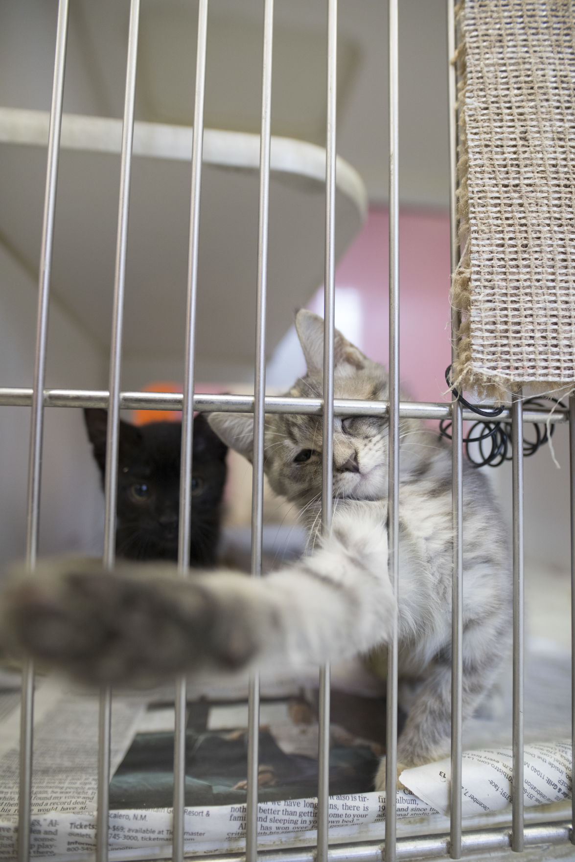 animal shelters las cruces nm on Here Kitty Kitty Local Features Elpasoinc Com