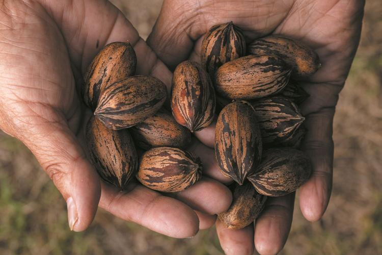Down on the farm Ramirez Pecan Farm offers reprieve from city life and
