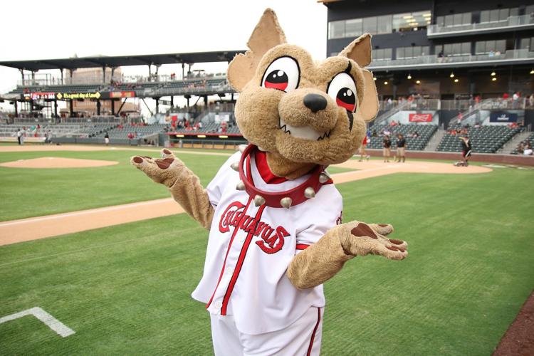 Meet Chico, The El Paso Chihuahuas New Mascot