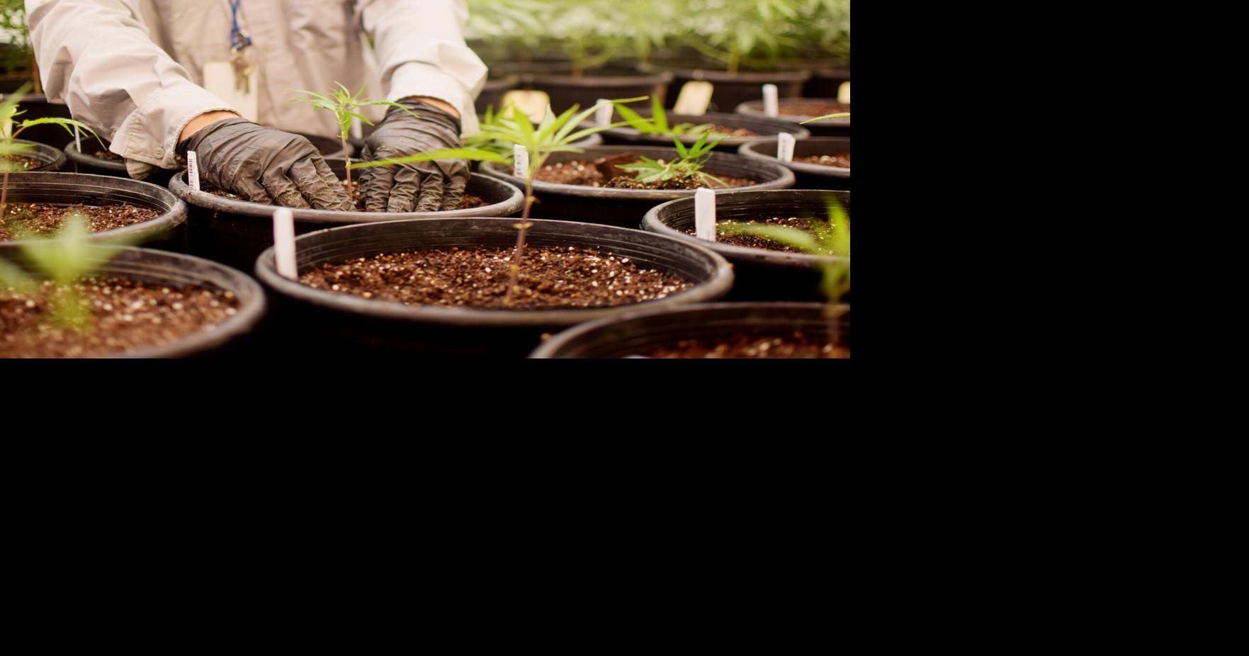 Cannabis dispensary expands into El Paso Local News