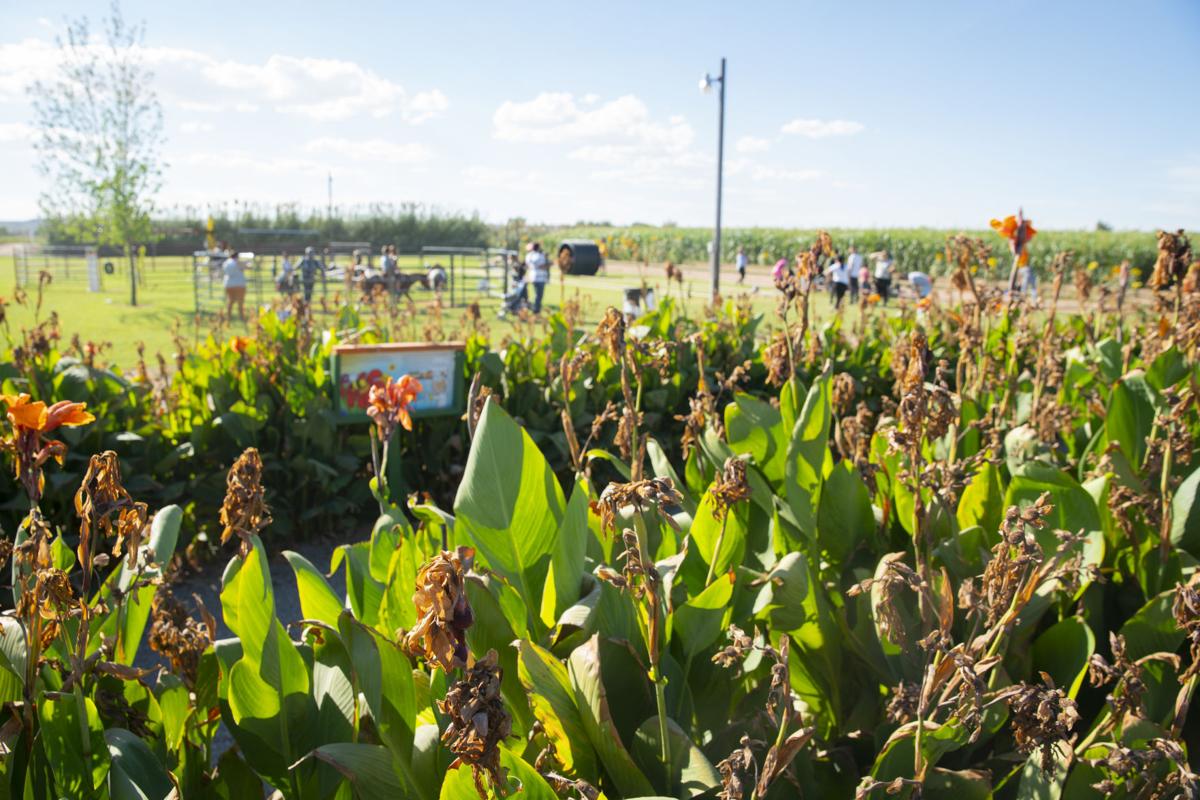 Get lost in fun at mazes, pumpkin patches | Local Features | elpasoinc.com