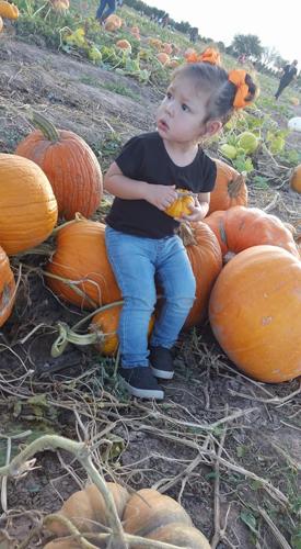 Get lost in fun at mazes, pumpkin patches | Local Features ...