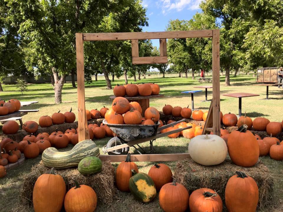 Get lost in fun at mazes, pumpkin patches Local Features