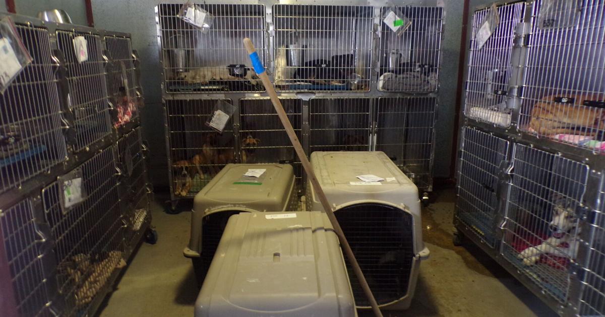 Overcrowding strains animal services shelter, threatens no-kill effort ...
