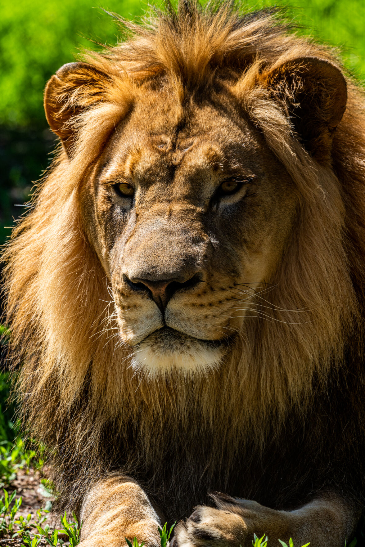Welcome, Hodari! El Paso Zoo introduces new African lion | Local