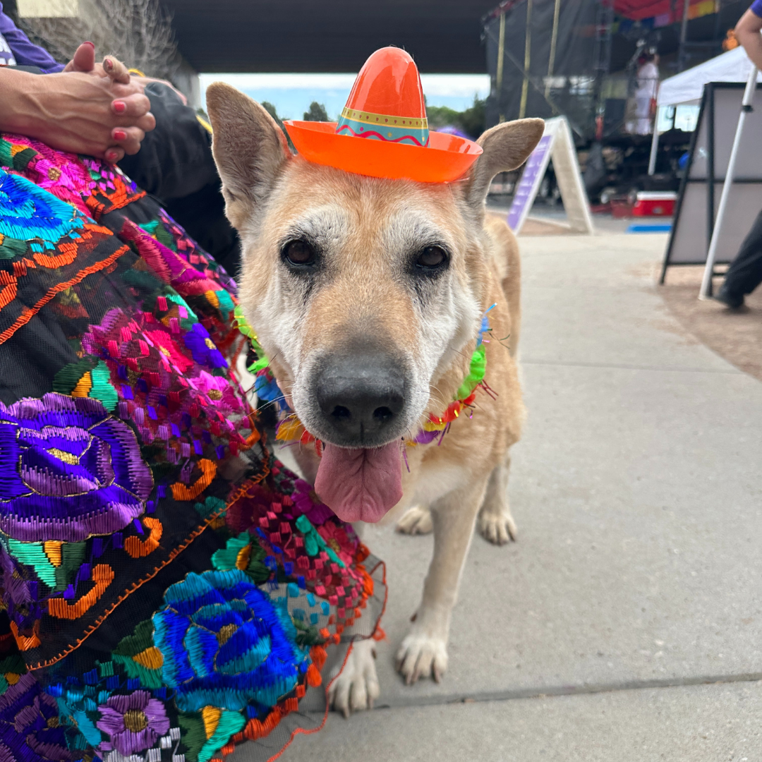 El Paso Chihuahuas don iconic dog-face jerseys for a dog-friendly game