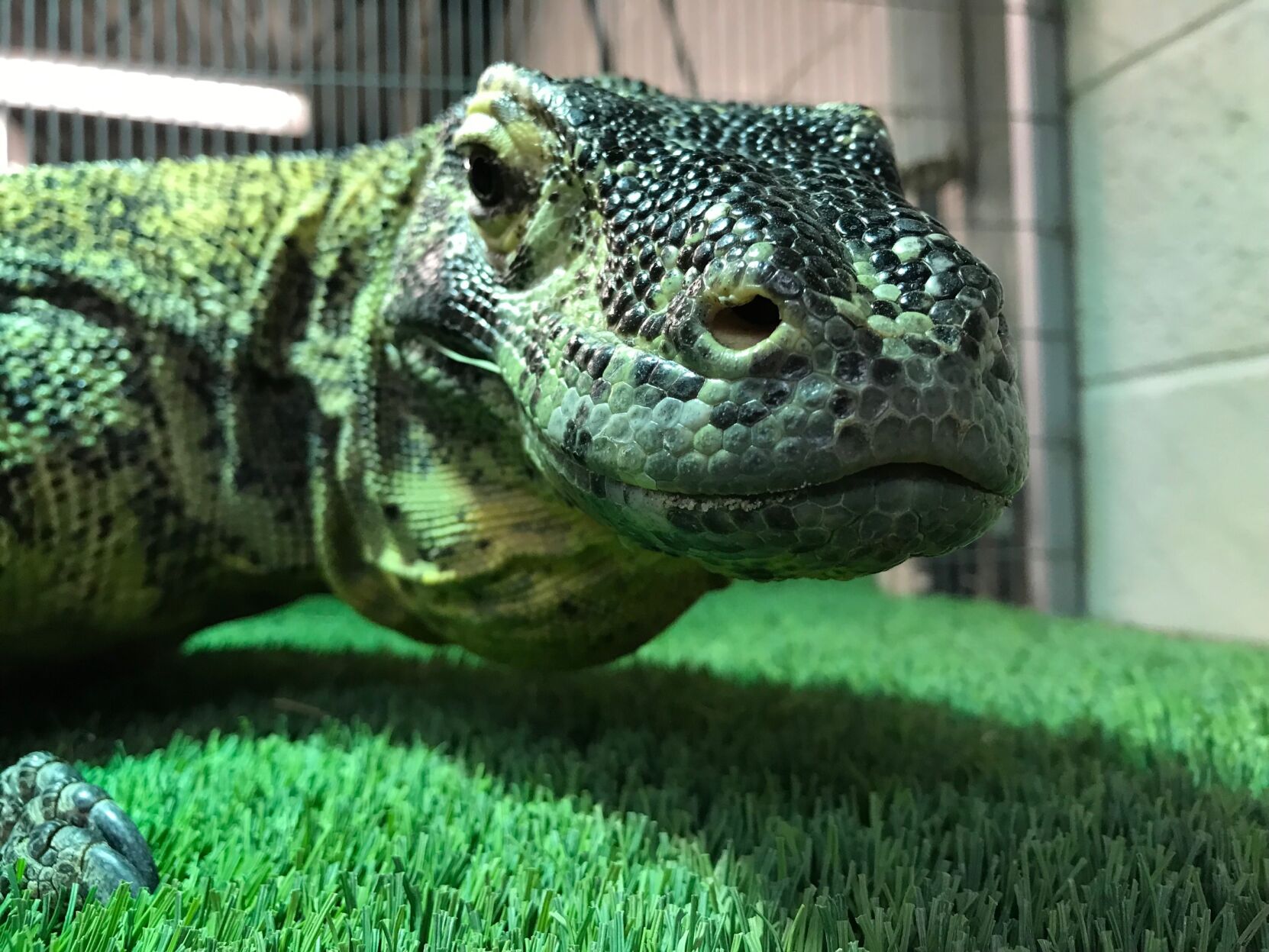 King of the lizards readies for big debut Local News elpasoinc