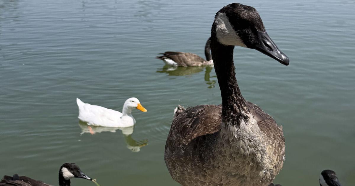 Ascarate Park's $46 million makeover wades into a duck pond dilemma