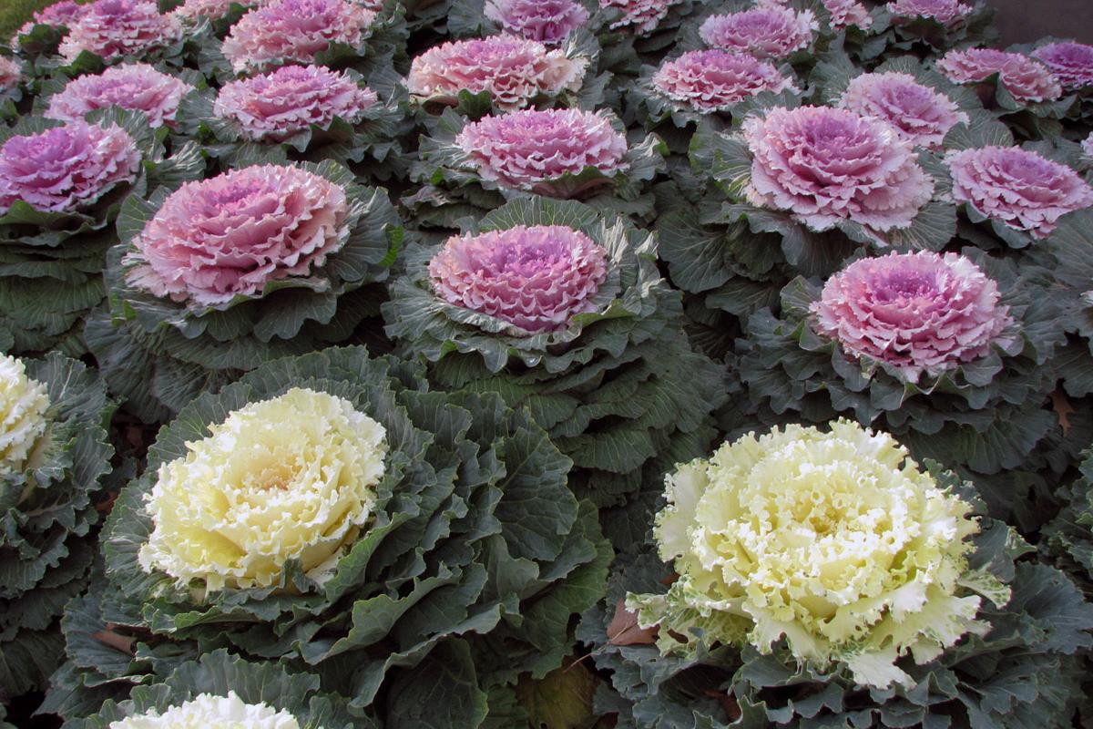 Time To Put Your Garden To Bed Southwest Senior Elpasoinc Com