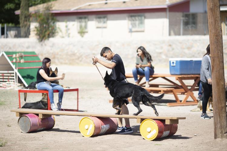 How to Train Your Pet Magazine