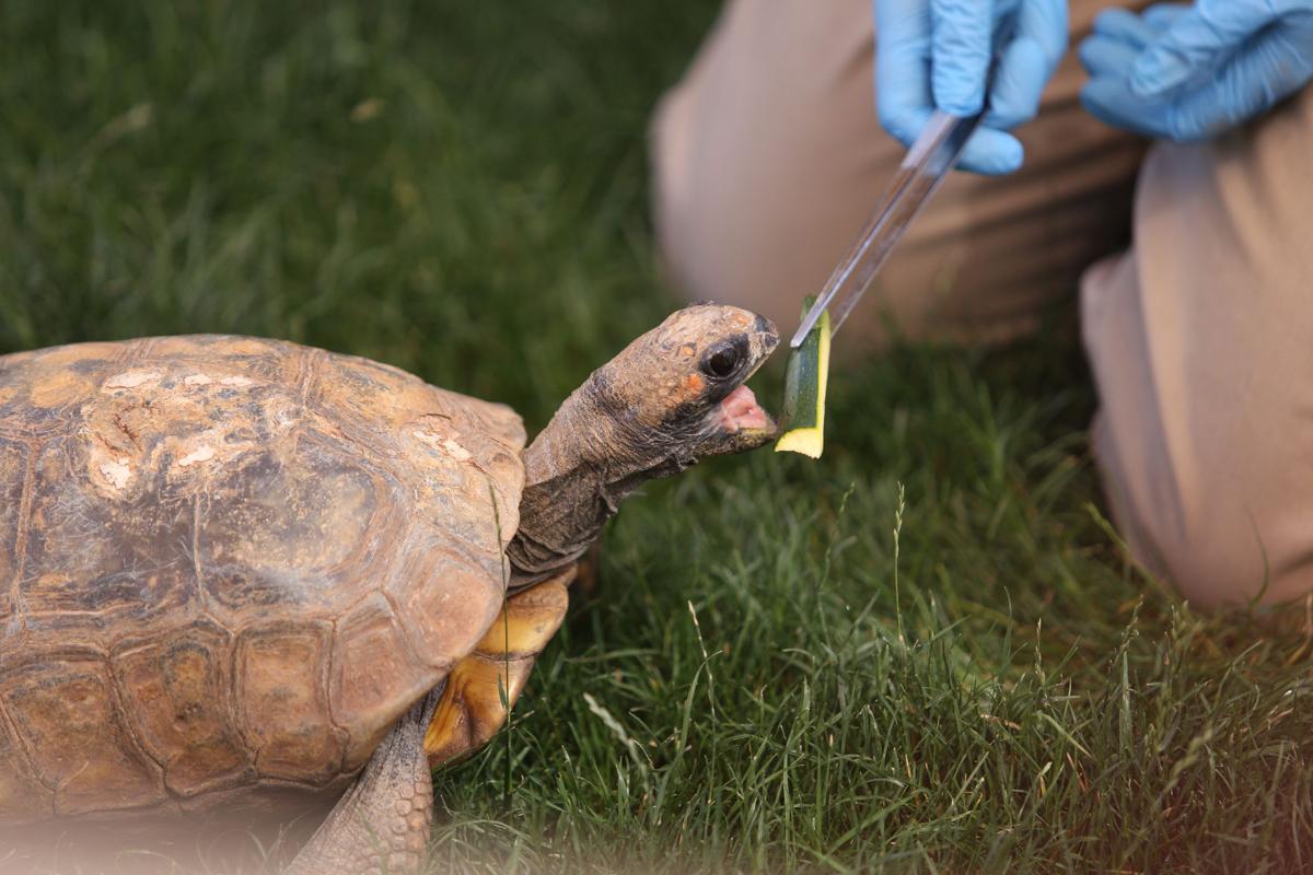 El Paso Zoo hosts Reptilia, opens Reptile House Lifestyle