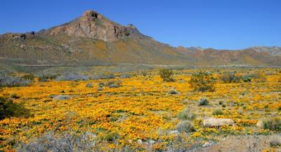 Poppies Castner Range.jpg