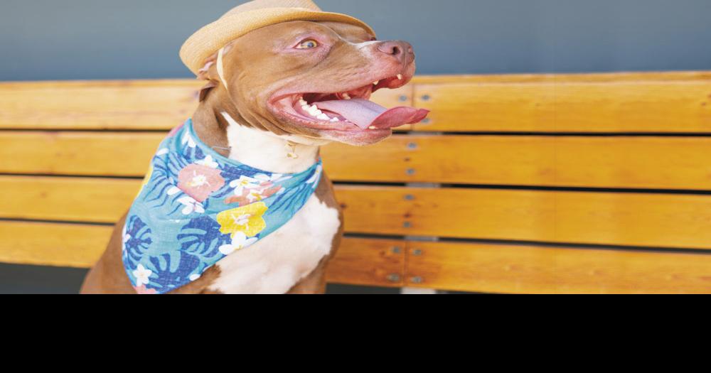 2019 Ultimate Supreme Pet Winner Lucky Lifestyle