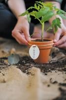 How to grow herbs indoors