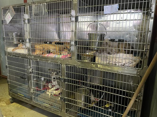 Overcrowding strains animal services shelter, threatens no-kill effort |  Local News 