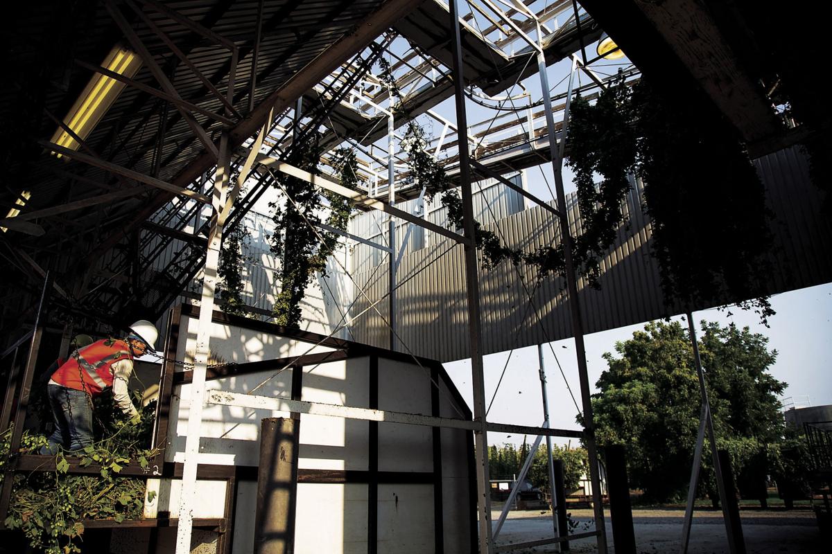 Cosecha del lúpulo: Cinco cosas que probablemente no sabe ...