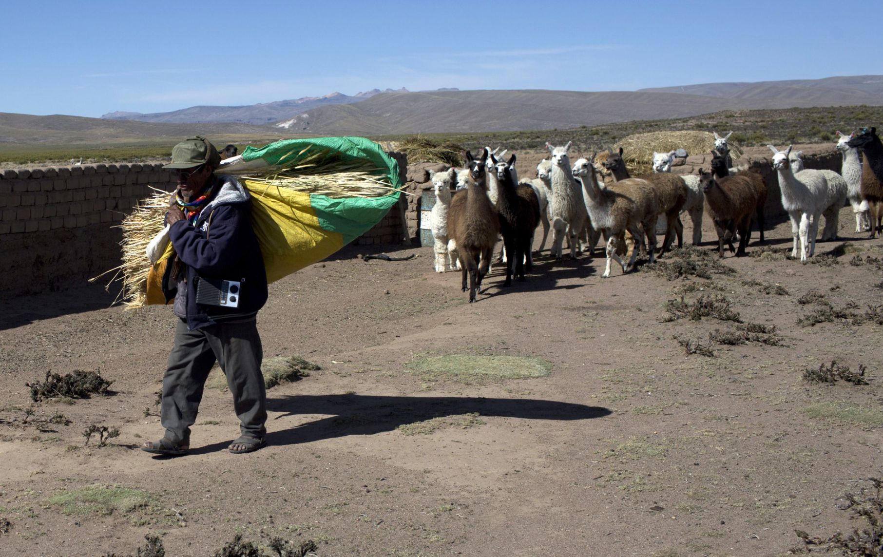 El mundo perdido de un pastor de llamas en los Andes Noticias