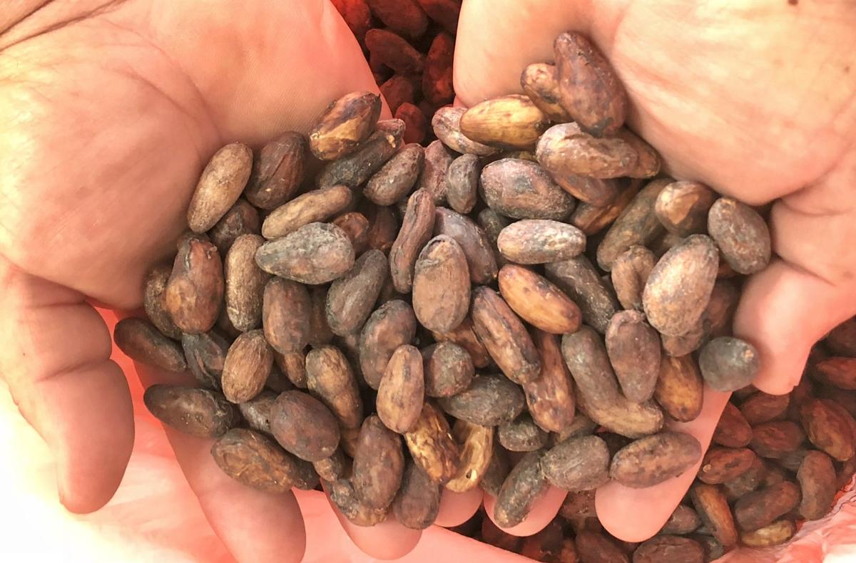 Cacao puertorriqueño entre los mejores del mundo Economía