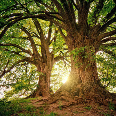 Hoy es el día mundial del árbol y así deberías cuidar de ellos