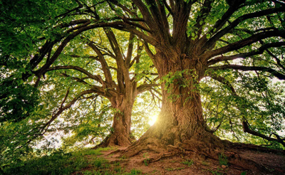 Hoy es el día mundial del árbol y así deberías cuidar de ellos