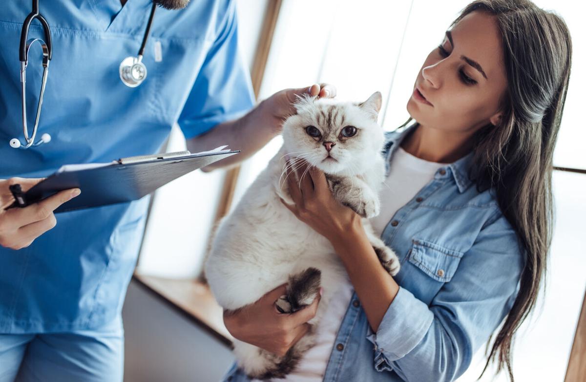 Centro Médico para Gatos - Si hay algún gatito feral🐈 al que quieras  ayudar, pero no sabes cómo atraparlo nosotros contamos con servicio de  PRÉSTAMO de trampas para gato.👍🏻 Te entregamos la