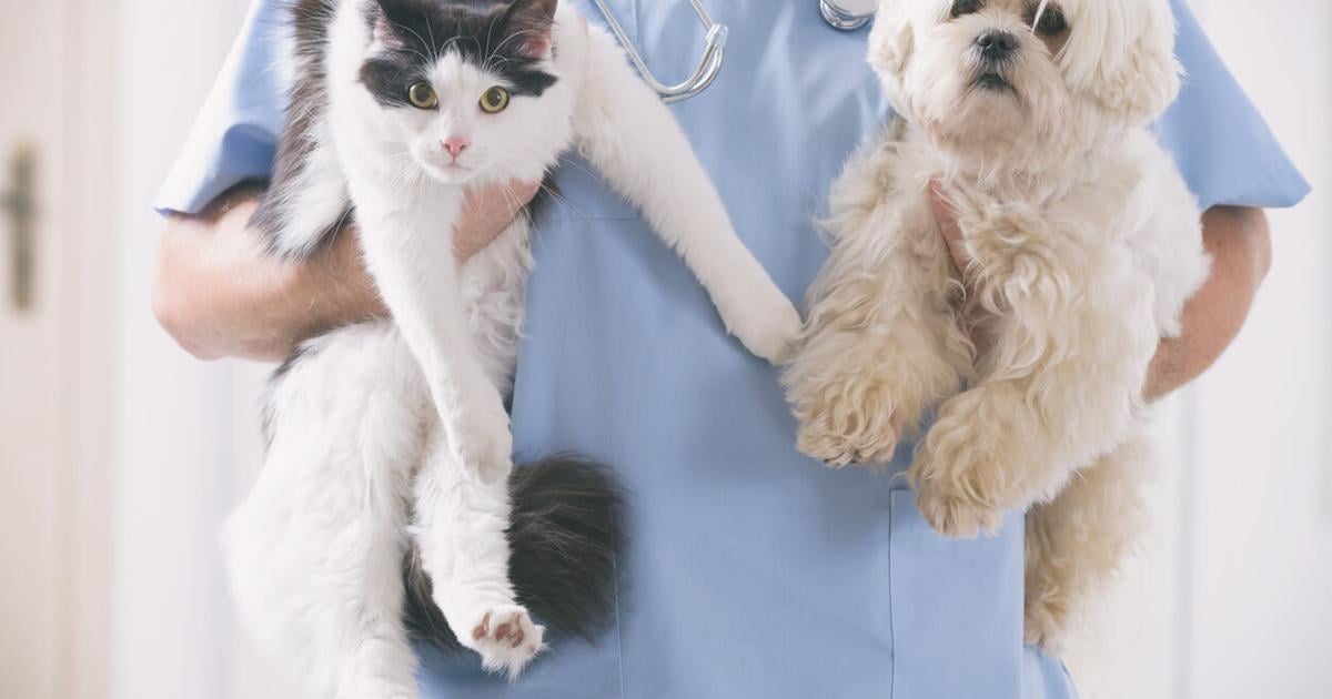 Yauco inaugura "Patitas de Esperanza", primera clínica veterinaria rodante del suroeste de PR