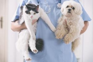 Imagen del artículo de El Vocero: Yauco: estrena clínica veterinaria rodante para atender animales abandonados