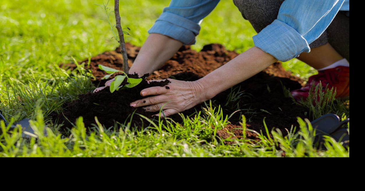 | El Municipio de Caguas celebra congreso sobre manejo de árboles hoy y mañana.