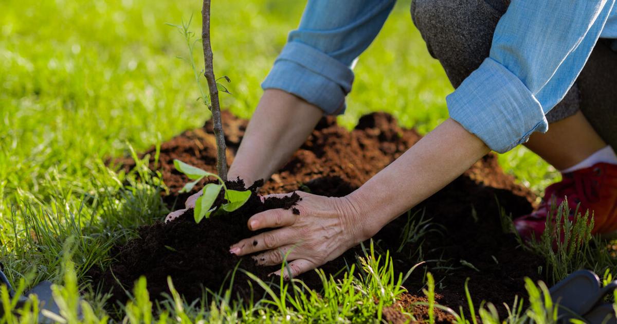 Advierten sobre la importancia de elegir el árbol adecuado