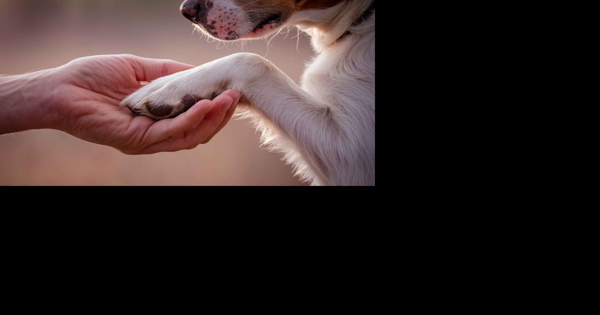 El Colegio de Médicos Veterinarios de Puerto Rico aclara que la eutanasia debe ser último recurso.