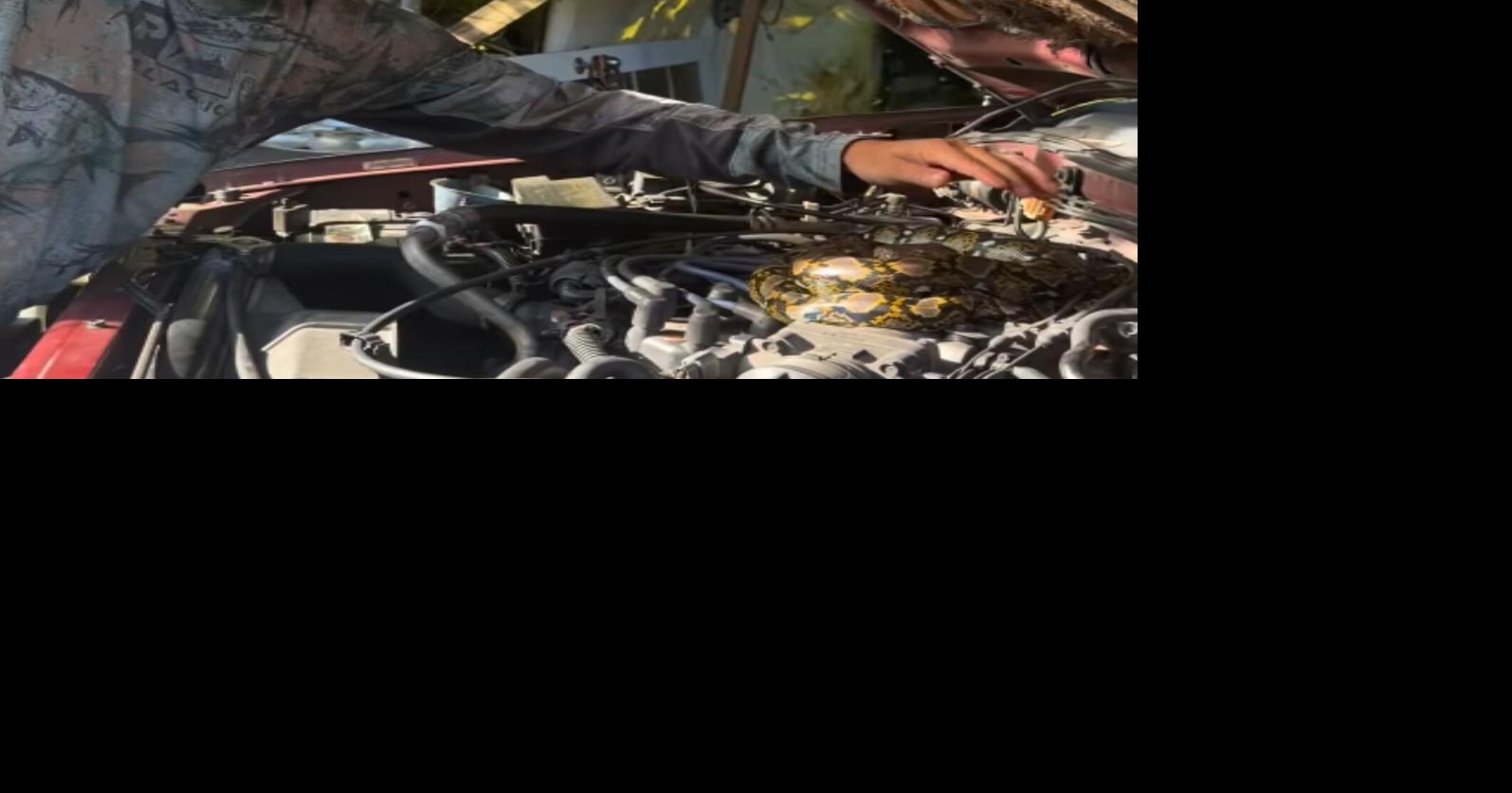 VIDEO: Capturan pitón reticulada dentro del motor de una guagua en Bayamón