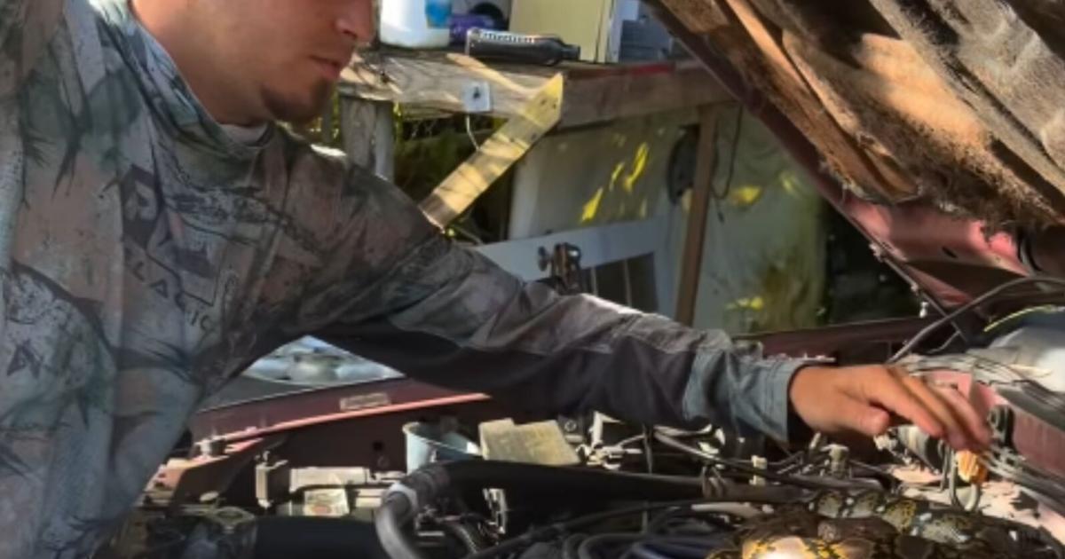 VIDEO: Capturan pitón reticulada dentro del motor de una guagua en Bayamón