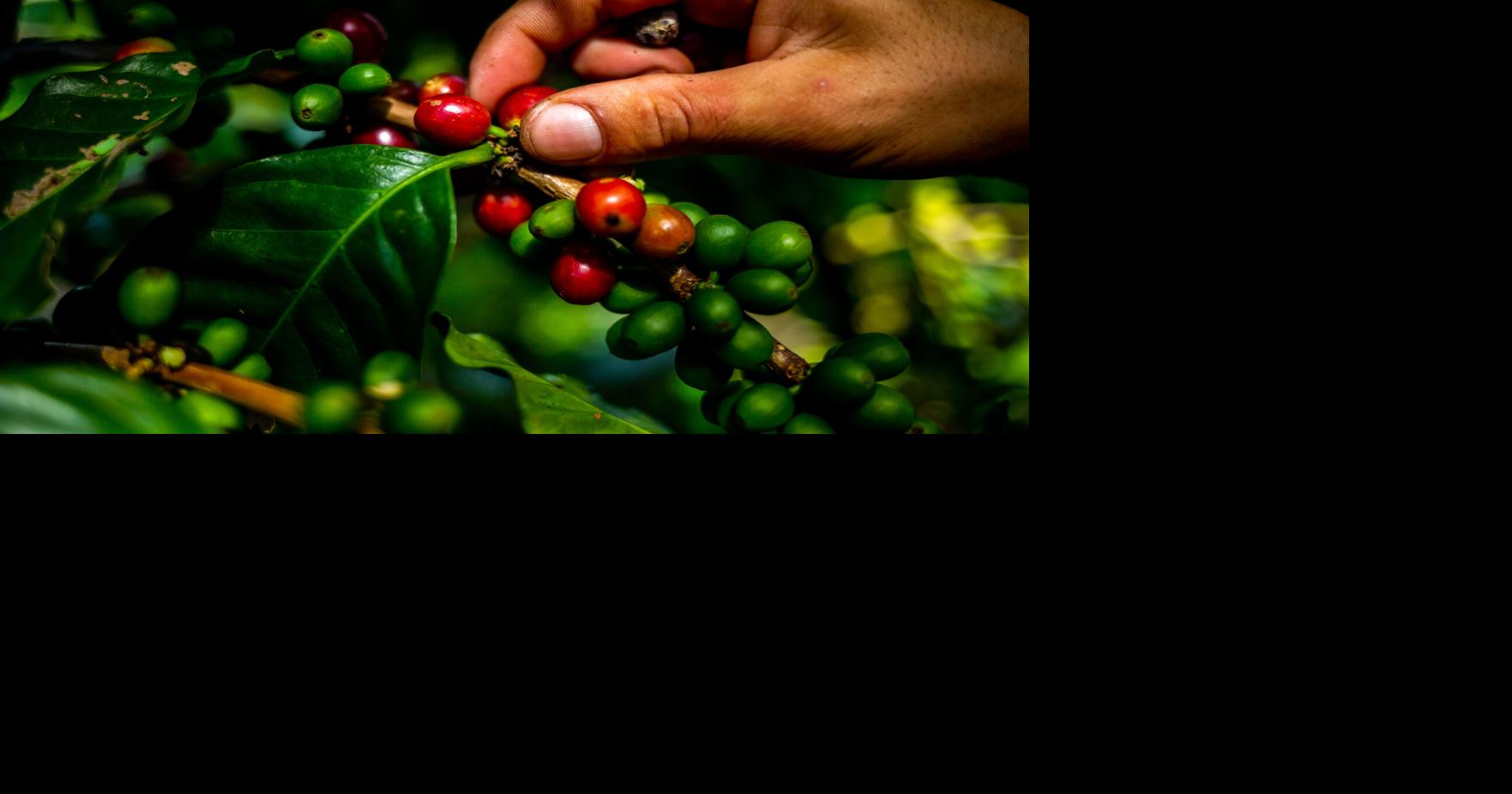Caficultores exigen alza en precio mínimo del café por primera vez desde 2023