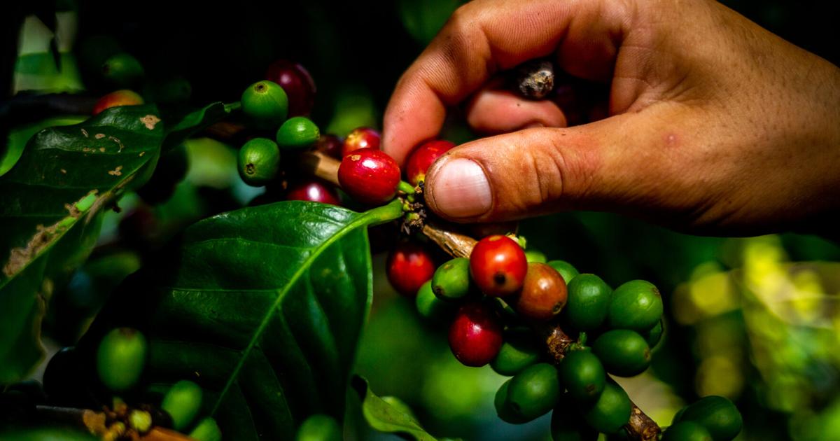 Caficultores exigen alza en precio mínimo del café por primera vez desde 2023