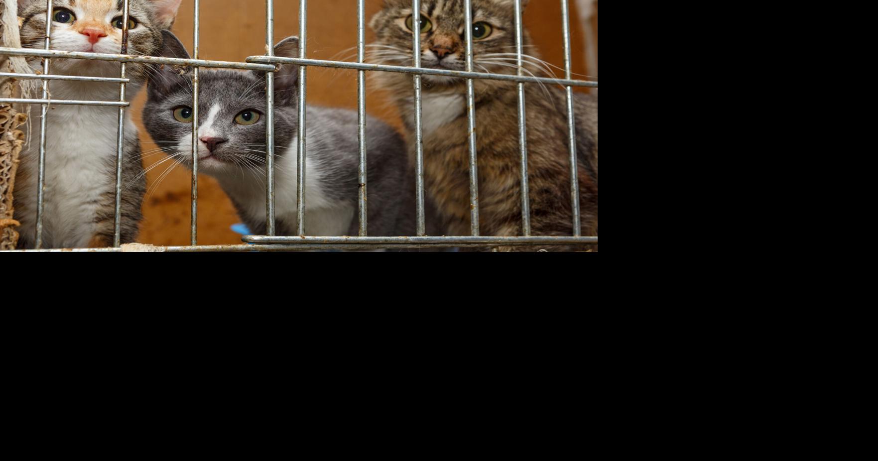 Radican cargos contra septuagenaria tras hallar 18 gatos hacinados en residencia de Río Piedras