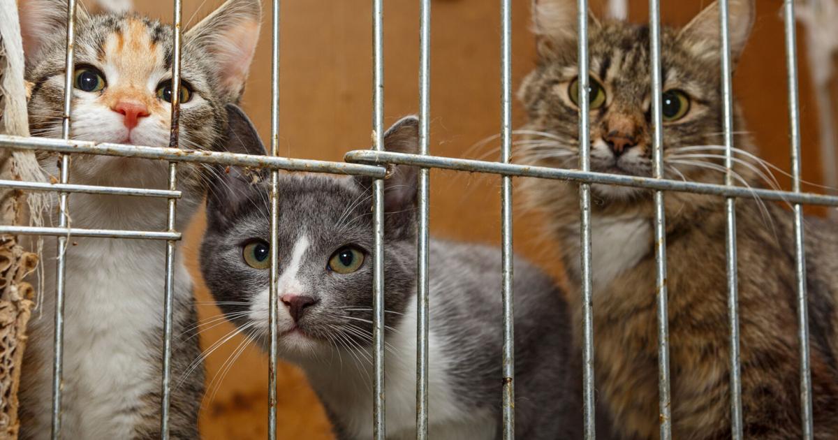 Radican cargos contra septuagenaria tras hallar 18 gatos hacinados en residencia de Río Piedras