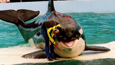 La orca Lolita podrá regresar a su hogar luego de 52 años de su captura