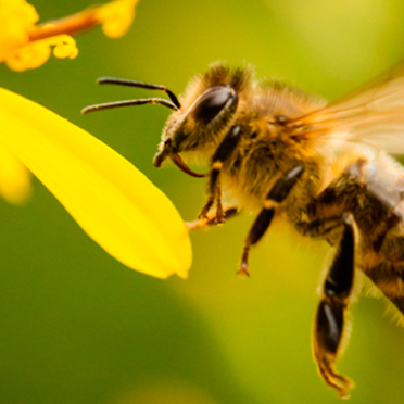 Hoy es el día mundial de las abejas ¿Por qué se celebra?