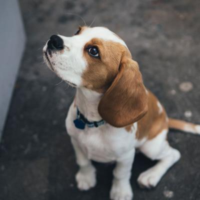 Rescatan 4,000 perros que iban a ser utilizados para experimentos farmacológicos