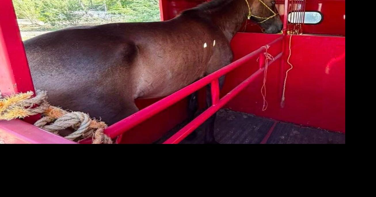 Vega Baja refuerza plan permanente para recoger caballos sueltos en vías públicas